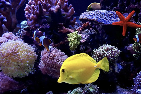 ワイキキ水族館